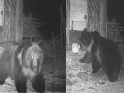 Brown Tibetan bear spotted for the first time in India; Information given by IFS officer | भारतात पहिल्यांदाच दिसले तपकिरी तिबेटी अस्वल; IFS अधिकाऱ्याने दिली माहिती...