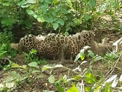 Three leopards hunted by electrocution, four accused arrested | विद्युत प्रवाहीत करुन तीन बिबट्यांंची शिकार, चार आरोपींना अटक