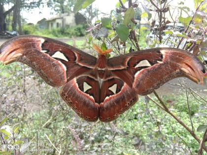 "Atlas Moth", one of the rare large moths found at Lamb | कोकरूड येथे सापडले दुर्मिळ मोठ्या पतंगापैकी एक "एॅटलास मॉथ"