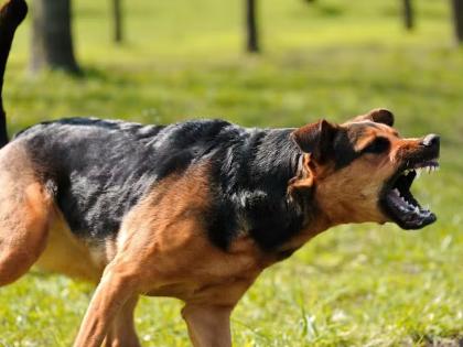 Dogs were released on the police who went to nab the accused in Tadipar | Pune Crime: तडीपार आरोपीला पकडण्यासाठी गेलेल्या पोलिसांवर सोडले कुत्रे