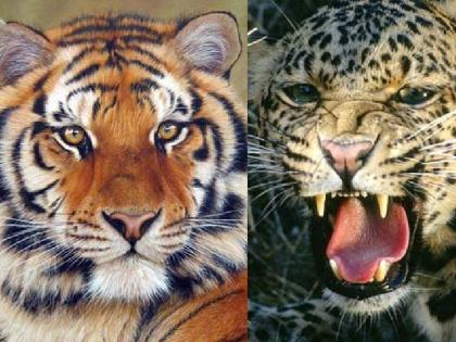 Two killed in tiger-leopard attack in chandrapur | वाघ-बिबट्याच्या हल्ल्यात दोघांचा मृत्यू; नागरिकांमध्ये दहशत