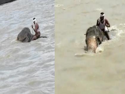 "Hathi Mere Saathi", Elephant crossed Ganga river with Mahavata through flood waters, see VIDEO | "हाथी मेरे साथी", पूराच्या पाण्यातून गजराजने महावतासह पार केली गंगा, पाहा VIDEO