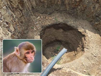 in akola three monkeys who fell into a sixty feet deep well were rescued by forest department | साठ फुट खोल विहिरीत पडलेल्या तीन माकडांची केली सुटका; वनविभागाची कामगिरी