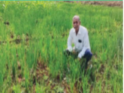 Cultivation of onion, garlic in Shahapur taluka; New option | शहापूर तालुक्यामध्ये केली कांदा, लसणाची लागवड; नवा पर्याय