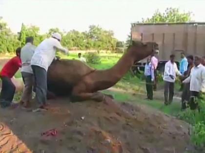 14 camels rescued from a truck yesterday in Aurangabad | उस्मानाबादजवळ 14 उंटांची अवैध वाहतूक करणारा ट्रक जप्त 