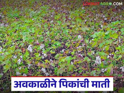 latest news Unseasonal Rain Impact On Crops: Unseasonal rain wreaks havoc after heavy rain; Crops that are close to hand are destroyed | Unseasonal Rain Impact On Crops : अतिवृष्टीनंतर अवकाळीचा कहर; हातातोंडाशी आलेले पीक उद्ध्वस्त latest news Unseasonal Rain Impact On Crops: Unseasonal rain wreaks havoc after heavy rain; Crops that are close to hand are destroyed | Unseasonal Rain Impact On Crops : अतिवृष्टीनंतर अवकाळीचा कहर; हातातोंडाशी आलेले पीक उद्ध्वस्त