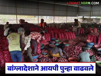 Latest News Kanda Niryat Bangladesh extends onion import licenses again, exports will increase | बांग्लादेशाने कांदा आयात परवाने पुन्हा वाढवले, दिवसाला किती ट्रक कांदा निर्यात होईल? Latest News Kanda Niryat Bangladesh extends onion import licenses again, exports will increase | बांग्लादेशाने कांदा आयात परवाने पुन्हा वाढवले, दिवसाला किती ट्रक कांदा निर्यात होईल?