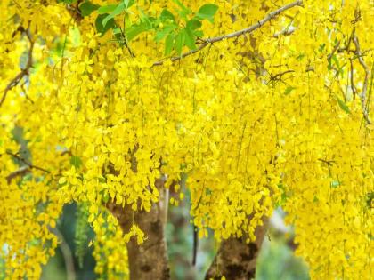 Will it rain in 45 days? What is the 'nature indicator' flow? | ४५ दिवसांत येणार का पाऊस? ‘नेचर इंडिकेटर’ बहावा काय सांगतोय? 