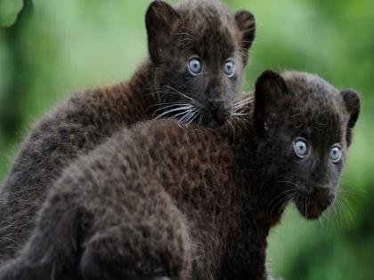 Two black calves found with a female leopard in Tadoba | ताडोबामध्ये मादी बिबटसोबत आढळले दोन काळे बछडे