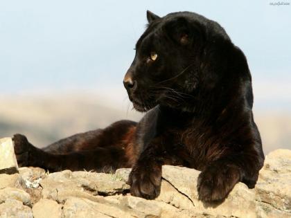 Poaching of rare black leopard in Navegaon project; 21.50 lakh cash and wildlife parts seized | नवेगाव व्याघ्र प्रकल्पात दुर्मिळ काळ्या बिबट्याची शिकार; २१.५० लाख रोख व वन्यप्राण्यांचे अवयव जप्त