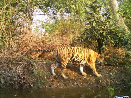 Pregnant tigress murder case; killers on the radar of police | गर्भवती वाघीण हत्या प्रकरण; मारेकरी पोलिसांच्या नजरेत; लवकरच अटक