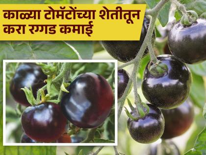 Indigo black tomato farming earn good money know all details | काळ्या टोमॅटोंची वाढली डिमांड, होऊ शकते मोठी कमाई; जाणून घ्या किंमत...