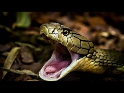 Snake farming in Zhejiang village of china know about it | या गावातील लोक बिनधास्त करतात सापांची शेती, लाखो रूपयांची करतात कमाई...