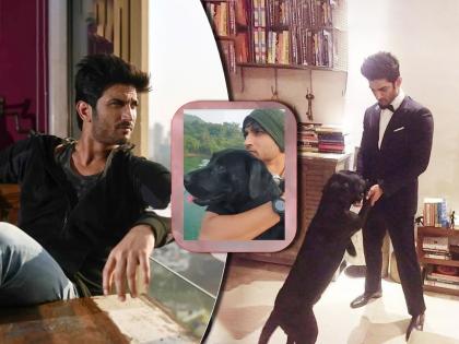 Sushant Singh Rajput Pet Dog Fudge Dies Sister Priyanka Pens Note | Sushant Singh Rajput Pet Dog Fudge Dies : सुशांत सिंगचा लाडका ‘फज’ही जग सोडून गेला, बहिणीची भावुक पोस्ट