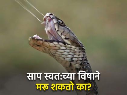 Can snake commit suicide by biting itself | जर सापाने स्वत:ला दंश मारला तर मरेल का? जाणून घ्या काय होईल