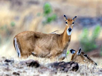 'Nilgai' found near Solapur city; Increase in the wildlife prosperity of the district | सोलापूर शहराजवळ आढळली 'निलगाय'; जिल्ह्याच्या वन्यजीव समृद्धीत वाढ