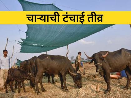 Formation of state level task force for remediation of fodder shortage in the state | राज्यात चारा टंचाईचे सावट गडद, उपाययोजनेसाठी राज्यस्तरीय कृतीदलाची स्थापना Formation of state level task force for remediation of fodder shortage in the state | राज्यात चारा टंचाईचे सावट गडद, उपाययोजनेसाठी राज्यस्तरीय कृतीदलाची स्थापना