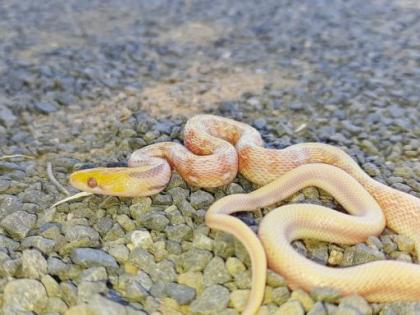 A very rare albino smuggler snake was found in Dighori area of Nagpur | नागपुरातील दिघोरी परिसरात आढळला अति दुर्मिळ अल्बीनो तस्कर साप