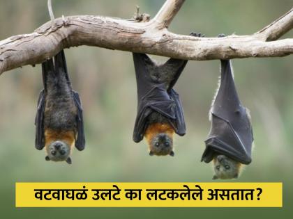 Why do bats hang upside down when resting know the reason | वटवाघळं उलटे का लटकतात? जाणून घ्या इंटरेस्टींग गोष्टी