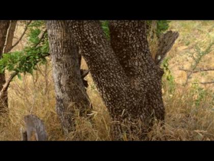 Optical Illusion : Can you spot a leopard in this image test your eyesight | Optical Illusion : भलेभले यातील बिबट्या शोधून थकले, तुम्हीही ट्राय करा!