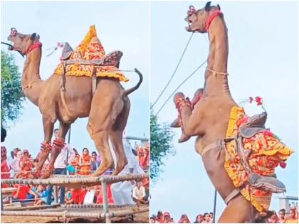 Camel dancing on haryanvi song video goes viral | घोड्यासारखा पाय वर उचलून उंटाचा तूफान डान्स, कधीच पाहिला नसेल असा व्हिडीओ!