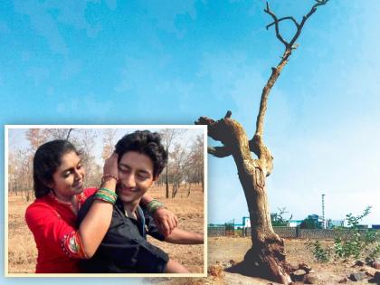 A tree that will remind Archie and Parsha in Sairat will become history | सैराट मधील आर्ची अन् परशाची आठवण देणार झाड होईल इतिहासजमा 