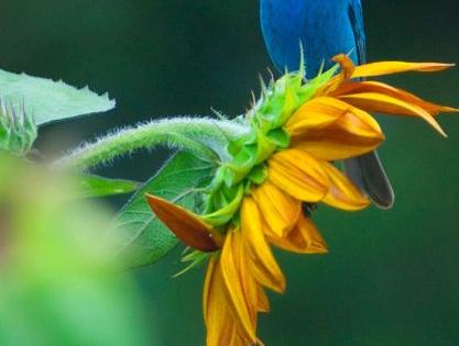 City Bird Day; Indian blue-winged bird sculptures will be made | शहरपक्षी दिन; भारतीय नीलपंख पक्ष्याचे शिल्प उभारले जाणार