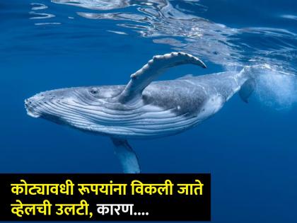 Whale vomit price blue whale tongue heavy like elephant blue whale heartbeat amazing facts | 3 किमी दूरून ऐकू येते या जीवाच्या हृदयाची धडधड, कोट्यावधी रूपयांना विकली जाते उलटी