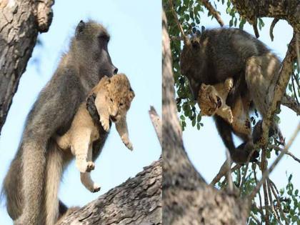 Viral Video : Baboon Adopts and Grooms Lion Cub | VIDEO : वाघाचं बछडं घेऊन पळालं माकड, व्हायरल झालेल्या व्हिडीओत बघा पुढे काय झालं....