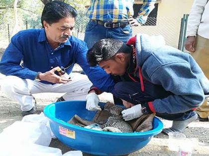 The 'Baby Milk' of Pune, made from roasted calf in Borod Shivar | बोरद शिवारातील भाजलेल्या बछडय़ाला पुण्याचे ‘बेबी मिल्क’