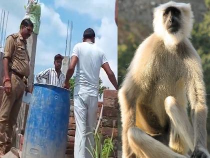 UP: Monkey throws two-month-old newborn into water tank, drowns to death | माकडाने दोन महिन्यांच्या नवजात बाळाला पाण्याच्या टाकीत फेकले, बुडून मृत्यू...