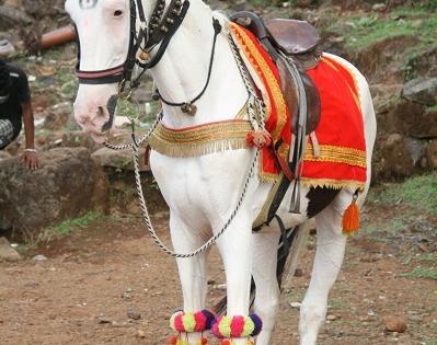 Shiva Bhakta's beloved 'Badal' dies due to death; Attraction in Shivrajyabhishek Festival | शिवभक्तांचा लाडका ‘बादल’ हरपला, तापामुळे मृत्यू; शिवराज्याभिषेक सोहळ्यातील आकर्षण