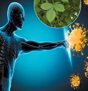 केवळ पूजा-पाठासाठीच नाही तर आरोग्यासाठीही महत्वाची ठरतात बेलाची पानं, वाचाल तर रोज खाल!