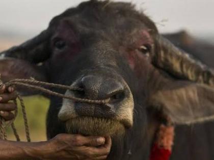 Animal Husbandry Plagued by Cattle Theft | गुरे चोरीच्या घटनांनी पशुपालक त्रस्त