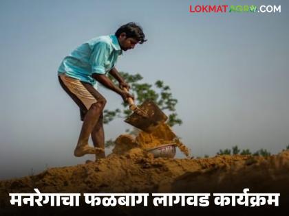 Latest news falbag lagvad Orchard cultivation at 100 percent subsidy under Employment Guarantee Scheme | Falbag Lagvad : तुमच्या शेतात, मोकळ्या जागेत फळबाग लागवड करा, 100 टक्के अनुदान मिळतंय! Latest news falbag lagvad Orchard cultivation at 100 percent subsidy under Employment Guarantee Scheme | Falbag Lagvad : तुमच्या शेतात, मोकळ्या जागेत फळबाग लागवड करा, 100 टक्के अनुदान मिळतंय!