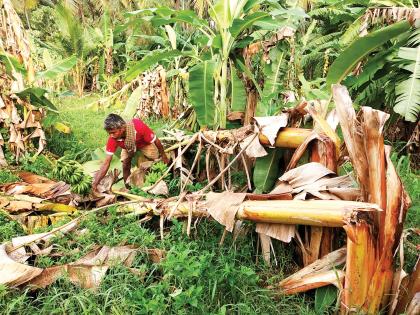 Millions lost due to torrential rains | वादळी पावसाने लाखोंचे नुकसान, विलवडेला पावसाने झोडपले