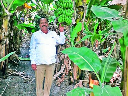 Gadaggaon's organic native banana has good prices in Karnataka, South India | गादेगावच्या सेंद्रिय देशी केळीला कर्नाटक, दक्षिण भारतात चांगला भाव