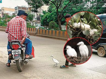 Punha Usavateya Gangot Sar! Nests on trees disappear, who will save the herons at the Chhatrapati Sambhajinagar railway station? | पुन्हा उसवतेय गणगोत सारं! झाडांवरील घरटे गायब, रेल्वेस्टेशनवरील बगळ्यांना कोण वाचविणार?