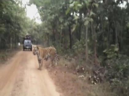 Road survey in forest area of Vidarbha | विदर्भात वनक्षेत्रातील रस्त्यांची चाचपणी