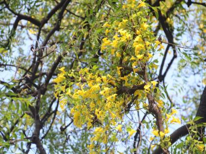 Two months ago, the flowers of the Waghnakhi' blossomed; Vine more than twenty years old | दोन महिन्यांपूर्वीच 'वाघनखी' वेलीच्या फुलांना आला बहर; वीस वर्षांहून अधिक जुनी वेल