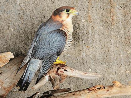 The broken wings flies in a sky | तुटलेल्या पंखाने घेतली आकाश भरारी 