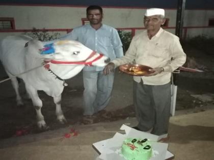 Happy Birthday ..Jaggu ..! cake was cutting and celebrated the birthday of the bull | हॅप्पी बर्थ डे..जग्गू..! केक कापत बैलाचा वाढदिवस साजरा 