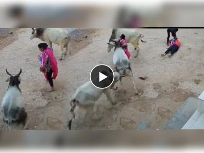 three bulls attacked woman video goes viral on social media | ते तीन बैल एकत्र आले आणि वाटसरु महिलेला तुडवलं, धक्कादायक प्रकार कॅमेऱ्यात कैद