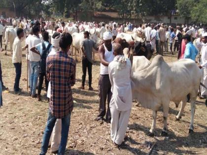 900 bulls sold in Pallod within a month | तळोद्यात महिनाभरात 900 बैल विक्री 900 bulls sold in Pallod within a month | तळोद्यात महिनाभरात 900 बैल विक्री