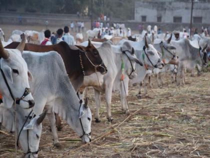 Akkalkuwa Kalika Mata Jeevotsav: Four thousand bullocks sold | अक्कलकुवा कालिका माता यात्रोत्सव : चार हजार बैलांची विक्री