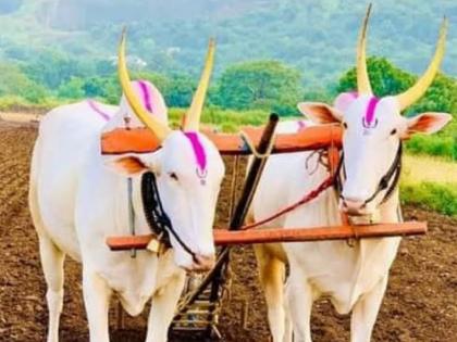 As farmers preferred mechanization, the use of bullocks for tillage decreased | यांत्रिकीकरणाचा ‘जीवा-शिवा’च्या जोडीला फटका !, बैलांच्या संख्येत घट As farmers preferred mechanization, the use of bullocks for tillage decreased | यांत्रिकीकरणाचा ‘जीवा-शिवा’च्या जोडीला फटका !, बैलांच्या संख्येत घट