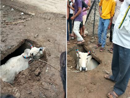 The dhapa on the highway broke and the bull fell directly into the drain; Drainage work on both sides is of poor quality | नालीचे निकृष्ट काम बैलाच्या जिवावर बेतले; ढापा तुटून बैल थेट पडला नालीत