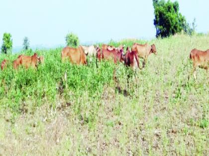 Farmers left standing tall animals | शेतकऱ्याने उभ्या तुरीत सोडली जनावरे