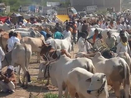 It was time for the farmers to sell the oxen | शेतकऱयांवर आली बैल विकायची वेळ