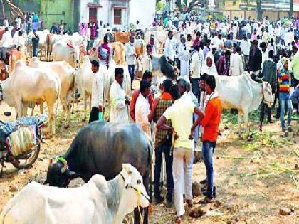 Bull market in trouble due to death of 23 thousand animals amid lumpy virus; Cattle farmers across the state have been in trouble | २३ हजार जनावरांच्या मृत्यूने बैलबाजार गोत्यात; राज्यभरातील पशुपालक अडचणीत